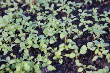 Taze toprakta yetişen tohumlar, yakından bakınca