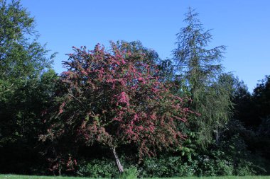 Bir sürü ağaç, pembe çiçekli sıcak bir yaz gününde alınan, açık mavi gökyüzü