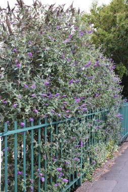 Yazın büyüyen büyük kelebek çalıları, görünür yeşil metal çitler.