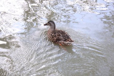 Yaban ördeği suda yüzüyor.