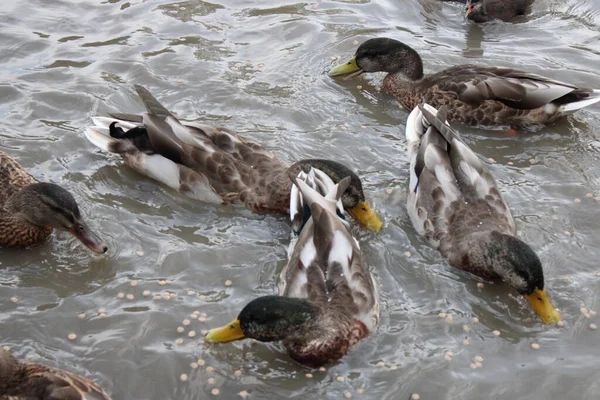 Mallard ducks eating bird feed in water, up close picture