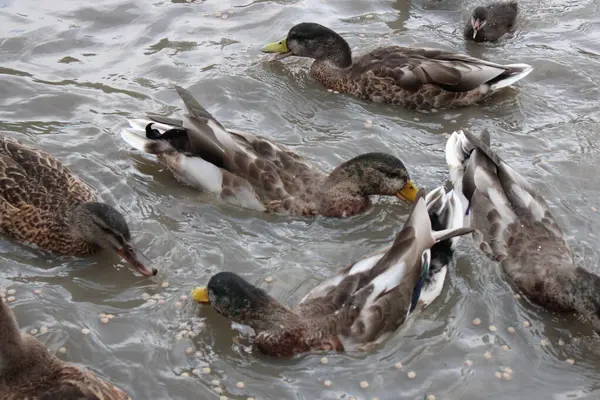 Mallard ducks eating bird feed in water, up close picture