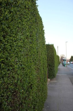 Kare biçimli uzun çit, arka planda sokak olan sanal resim