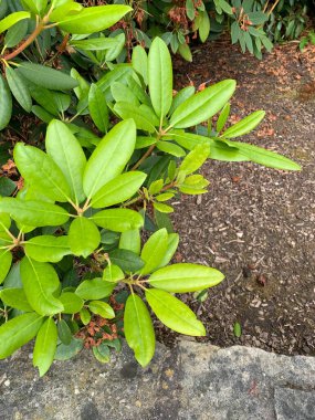 Bir Rododendron çalılığından yapraklar, Doğal ışık