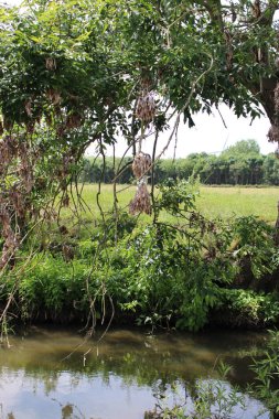 Nehir kıyısında dalları olan bir ağaç. Teknelerin gözünden alınmış.