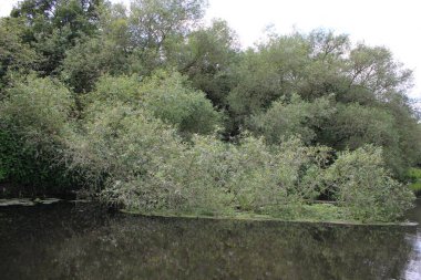 Kanal suyunda yatan devrilmiş ağaç, teknelerin gözünden alınmış.