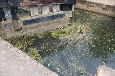 Kapalı ahşap kanal kilidi Yeşil ot ve yosunlu