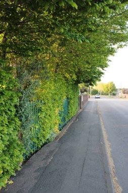 Geniş bir çalılık halka açık bir yol.