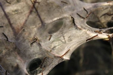 Güneş Işığı Çevresindeki Dikenli çalılıklarda Tırtıl Ağları