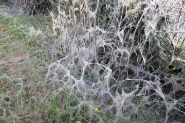 Güneş Işığı Çevresindeki Dikenli çalılıklarda Tırtıl Ağları