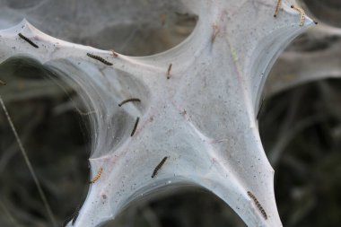 Çevrilmiş Web Yapısı 'nda Tırtılların Yakın Çekimi