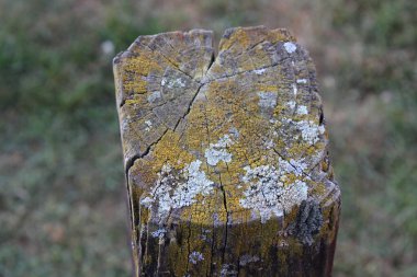 Moss ve Lichen Growth ile Yıpranmış Tahta Posta 'nın Üst Görünümü