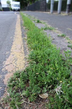 Sarı Çizgi İşaretli Yol Boyunca Ot Büyüyor