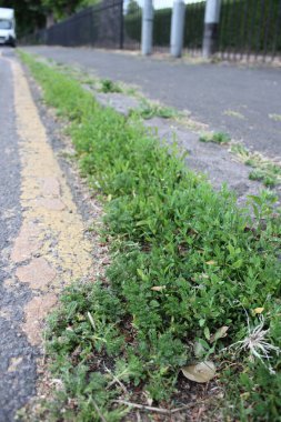 Sarı Çizgi İşaretli Yol Boyunca Ot Büyüyor