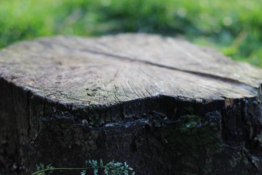 Salyangoz salgısı izi olan eski ağaç kütüğü.