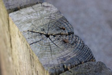 Tahta uykucu, yakın çekimde dışarıda çekilmiş.