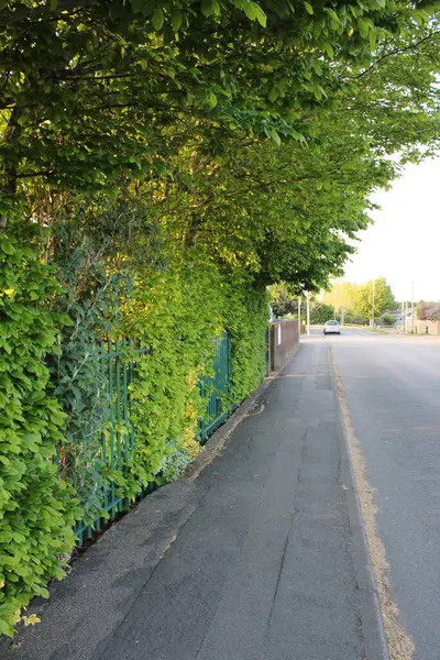 Geniş bir çalılık halka açık bir yol.