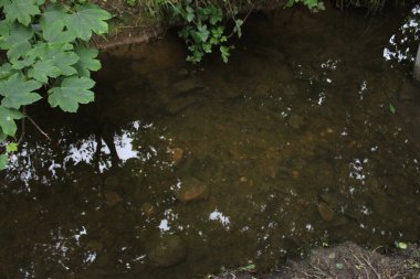 Ormandaki göl bulutlu bir günde alındı