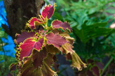 Maroon Coleus çiçek detayı makro