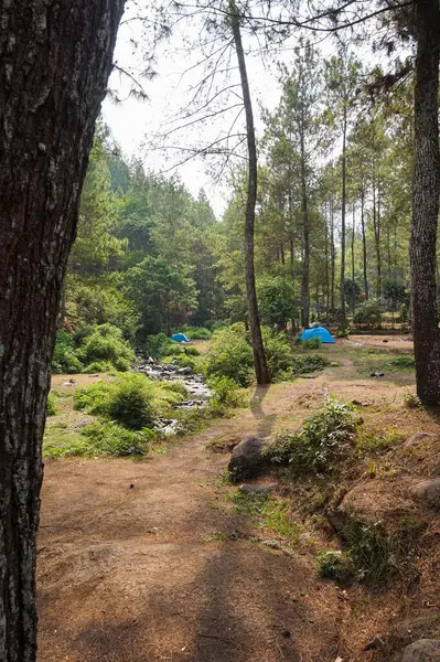 Ormanda kamp alanı, Bedengan 'da kamp alanı, Doğu Java, Endonezya