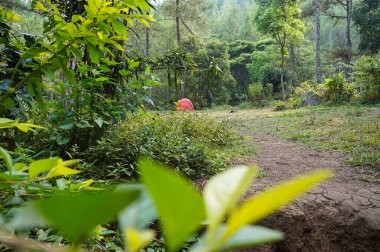 Ormanda kamp alanı, Bedengan 'da kamp alanı, Doğu Java, Endonezya