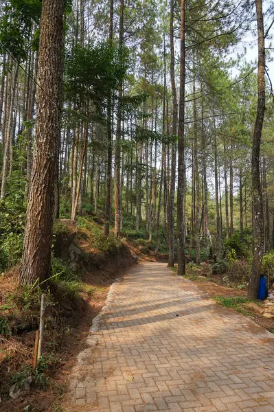 Endonezya, Malang, Bedengan Çam Ormanı 'nı keşfediyor.