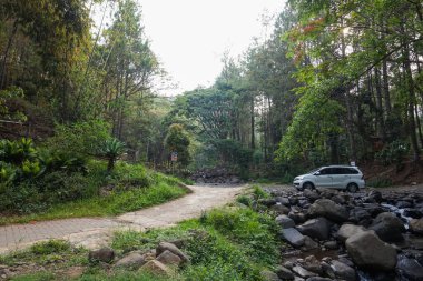 Güzel Çam Ormanı Bedengan, Malang, Endonezya