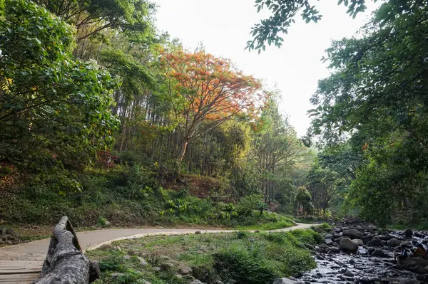 Güzel Çam Ormanı Bedengan, Malang, Endonezya