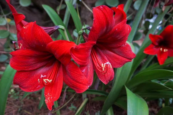 Kırmızı Amaryllis ile güzel arkaplan; Amaryllis Belladonna 'yı Kapat