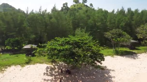 Пляж Имеет Белый Песок Тропические Деревья — стоковое видео