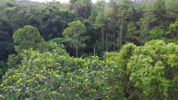 Sumberawan Temple Which Middle Tropical Forest Can Seen — Stock Video