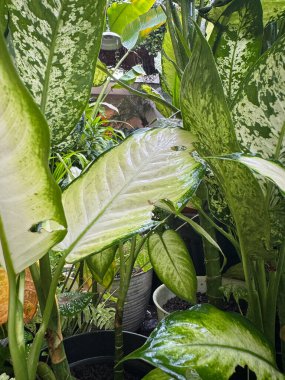 Yeşil yapraklı Dieffenbachia seguine bitkisi