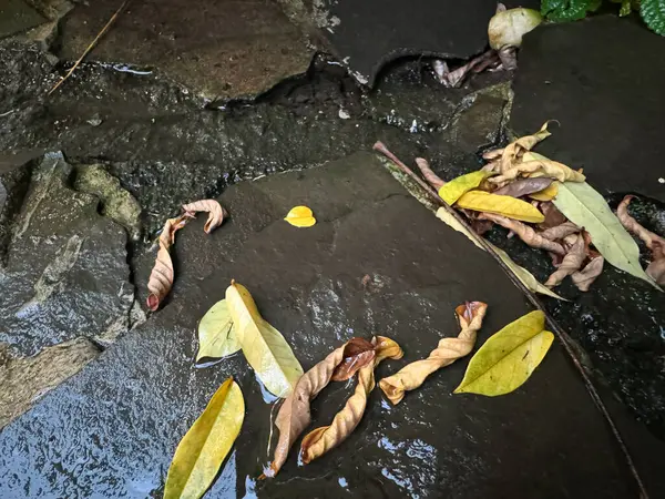 Zemin arkaplan ve kalan tropikal yapraklar.