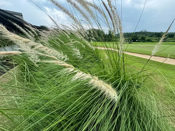 Lomandra silindiri güzel bir yeşil bitkidir.