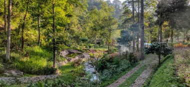 Coban Sadang 'daki Tropikal Orman, Doğu Java, Endonezya