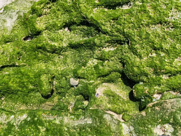 Sahildeki yeşil yosun arkaplan dokusu..