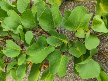 A series of Ipomoea pes-caprae plants with green leaves. clipart