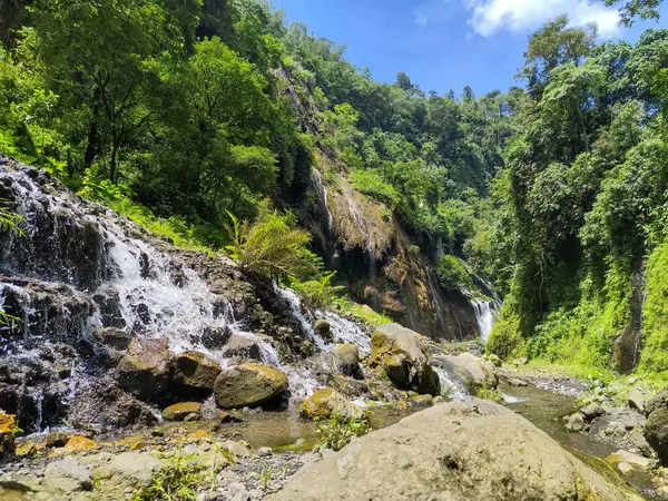 Tumpak Sewu bölgesinde yeşil ağaçları olan tropikal bir orman.
