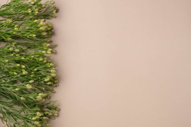 Çiçekli bej arka plan. Düz yerde, üst tarafta. Boşluğu kopyala