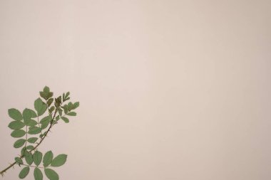 Bej arka planda kurumuş gül yaprakları. Düz yerde, üst tarafta. Boşluğu kopyala