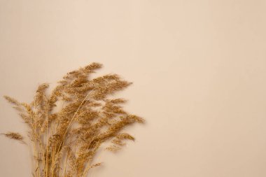 Bej arka planda kurumuş çivili çimen. Sonbahar konsepti. Uzayı kopyala Düz yatış, üst görünüm