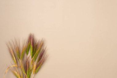Bej arka planda dikenli çim. Uzayı kopyala Düz yatış, üst görünüm