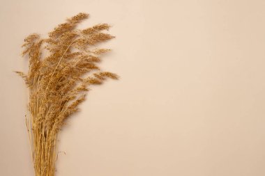 Bej arka planda kurumuş çivili çimen. Sonbahar konsepti. Uzayı kopyala Düz yatış, üst görünüm