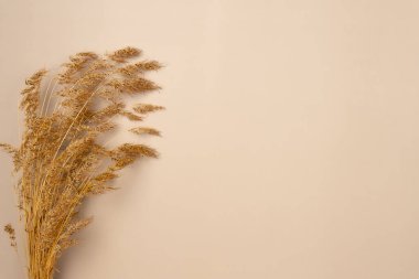 Bej arka planda kurumuş çivili çimen. Sonbahar konsepti. Uzayı kopyala Düz yatış, üst görünüm