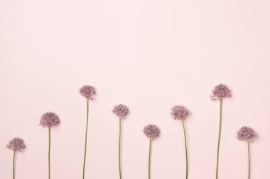 Pembe arka planda çiçekler. Düz yatış, üst görünüm.