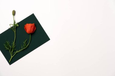 Zarfta kırmızı haşhaş. Düz yerde, üst tarafta. Boşluğu kopyala