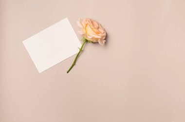 Yukarıdan gelen bej arka planda gül olan kağıt boş bir sayfa. Tebrik kartı. Metin için boşluk