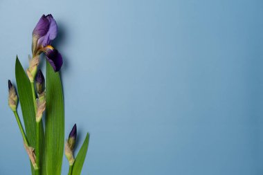 Mavi arka planda Iris çiçekleri. Düz yerde, üst tarafta. Boşluğu kopyala