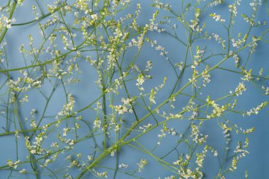 Çiçekler mavi arka planda bir arka plan olarak. Düz yatış, üst görünüm.
