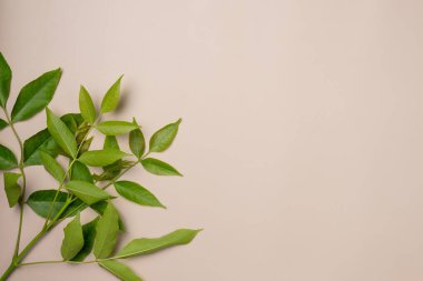 Bej arka planda yeşil bir dal. Düz yerde, üst tarafta. Boşluğu kopyala